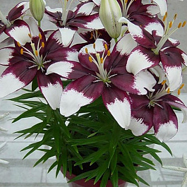 Лилия азиатская горшечная Тайни Падхай НАБОР 2ШТ (2+2)