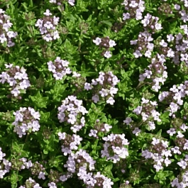 Тимьян обыкновенный Evergreen Compact