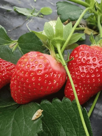 Земляника садовая San Andreas