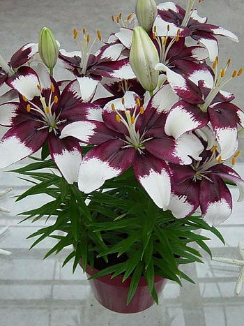 Лилия азиатская горшечная Тайни Падхай НАБОР 2ШТ (2+2)