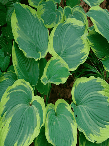 Хоста Earth Angel