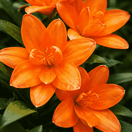 Лилия Tiny Double You