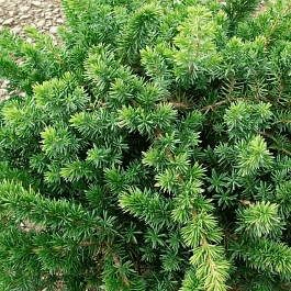 Можжевельник прибрежный  Blue Pacific