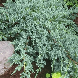 Можжевельник чешуйчатый Blue Carpet