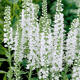 Вероника колосистая Icicle