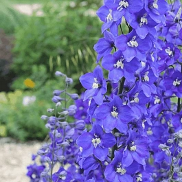 Дельфиниум гибридный Atlantis