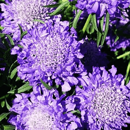 Скабиоза  японская Blue Note