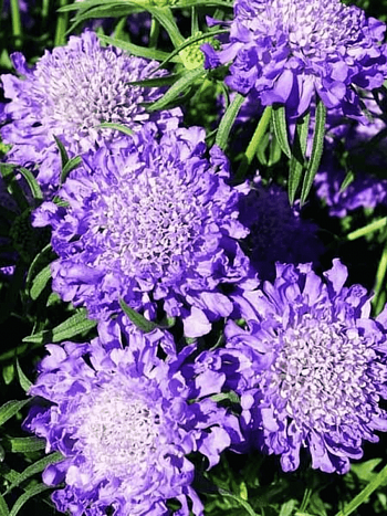 Скабиоза  японская Blue Note