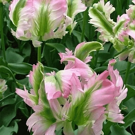 Тюльпан попугайный Green Wave