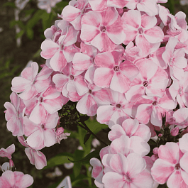 Флокс метельчатый Румянец девушки