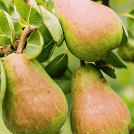 Груша Русская красавица