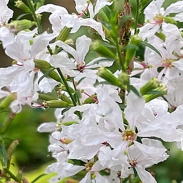 Дербенник иволистный White Swirl