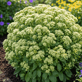 Очиток гибридный  Rock 'N Grow Lemonjade