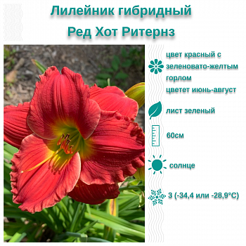 Лилейник гибридный Ред Хот Ритернз