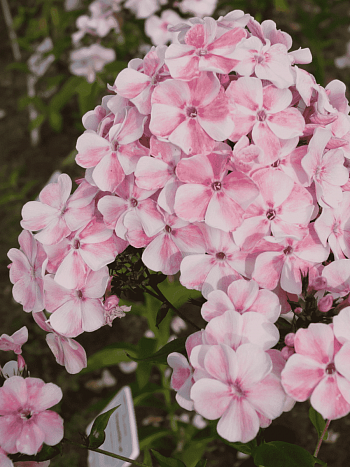 Флокс метельчатый Румянец девушки