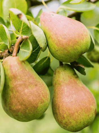 Груша Русская красавица