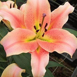 Лилия ОТ-гибрид Зелмира