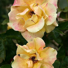 Роза флорибунда Холстайн