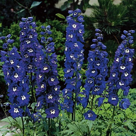 Дельфиниум гибридный Мэджик Фонтейн Дак Блю