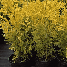 Туя западная Golden Brabant