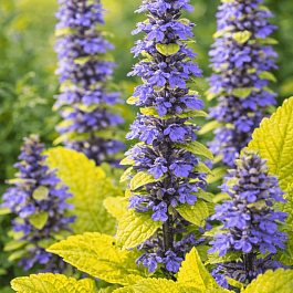 Живучка Feathered Friends Tropical Toucan