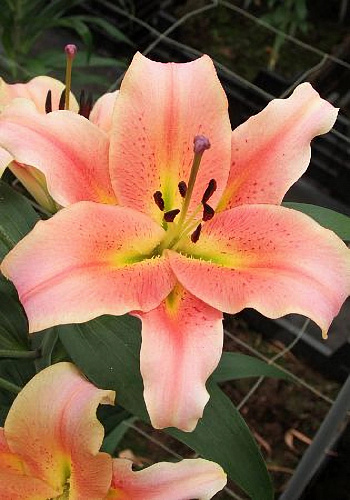 Лилия ОТ-гибрид Зелмира