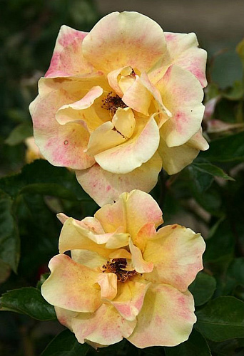 Роза флорибунда Холстайн