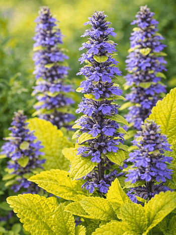 Живучка Feathered Friends Tropical Toucan