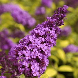 Буддлея давида  MOONSHINE