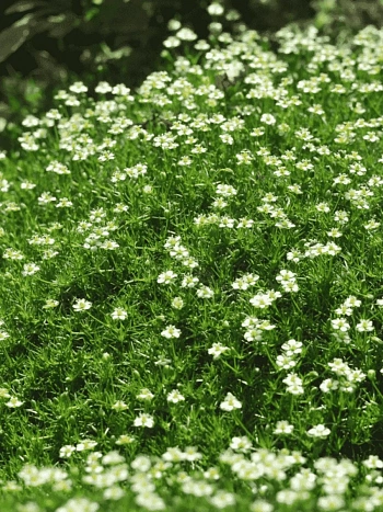 Мшанка шиловидная