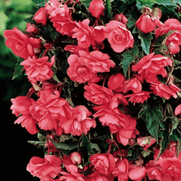 Бегония Pendula Pink