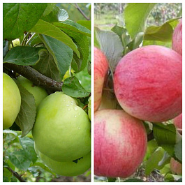 Дерево-сад (2-3х летка) яблоня 2 сорта Антоновка обыкновенная-Рождественское