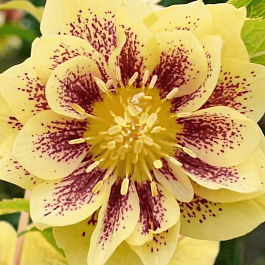 Морозник восточный Double Ellen Yellow spotted