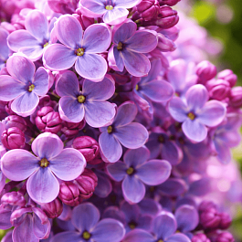 Сирень обыкновенная Ленинградская симфония