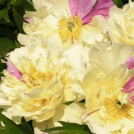 Пион ИТО  Lemon Dream