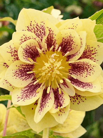 Морозник восточный Double Ellen Yellow spotted