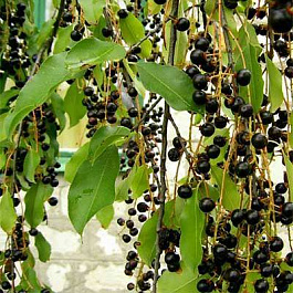 Черемуха кистевая Поздняя радость