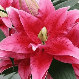 Лилия Roselily Dalinda