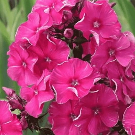 Флокс метельчатый Гитана