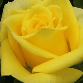 Роза чайно-гибридная Prado