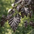 Береза повислая Purpurea