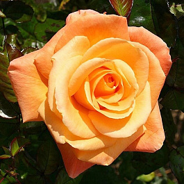 Роза чайно-гибридная Дорис Тистерман