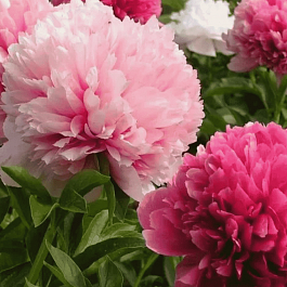 Пион гибридный Mary Jo Legare