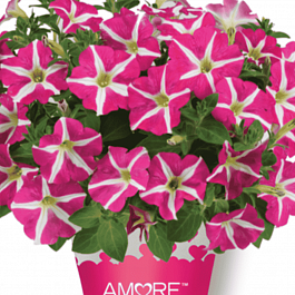 Петуния Amore Pink Heart (Кашпо)