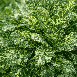 Живучка ползучая  Sparkler