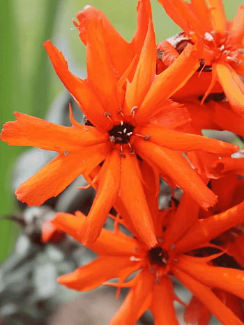 Лихнис гаагский Vesuvius