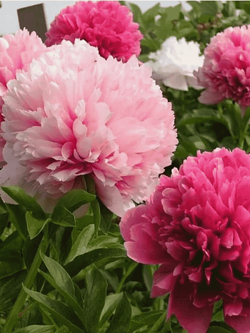 Пион гибридный Mary Jo Legare