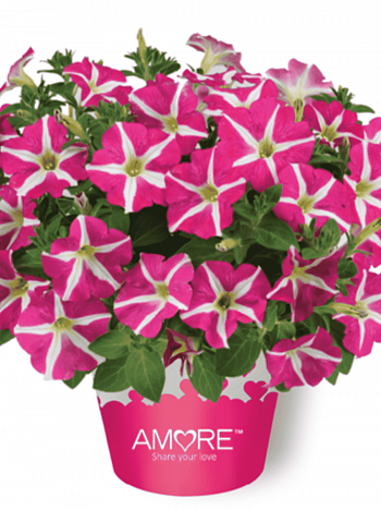 Петуния Amore Pink Heart (Кашпо)