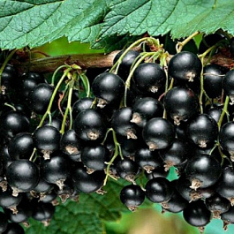 Смородина черная Дегтяревская