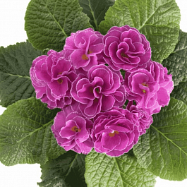 Примула махровая Hethor Petticote Lilak